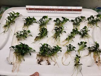 Aquarium Plants: Anubias Nana Petite