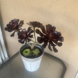 Black Rose Aeonium Succulent Plant In Pot  