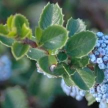 Creeping CA lilac Evergreen Groundcover 