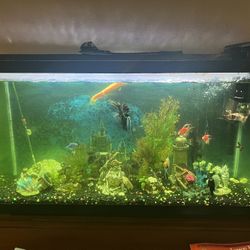 Fish And Fish Tank 