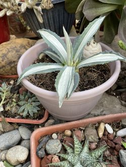 Agave