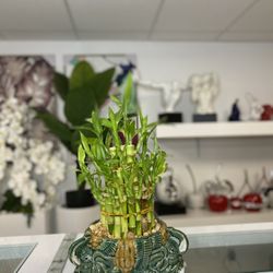 Mata De Bamboo Elephant 