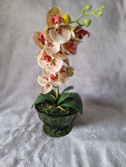 Silk orchid