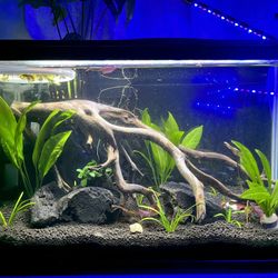 Aquarium Plants