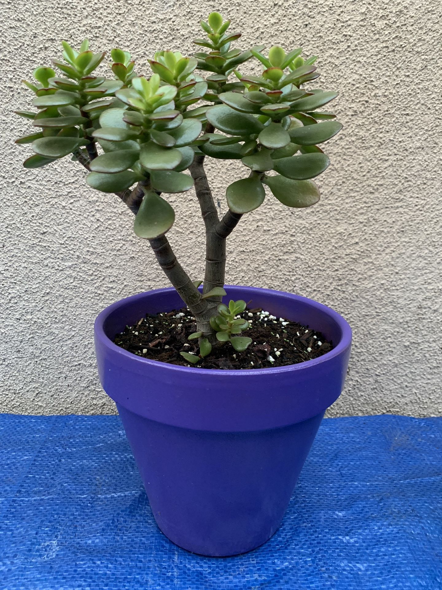 Jade Plant