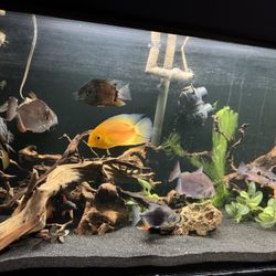 Fish Tanks