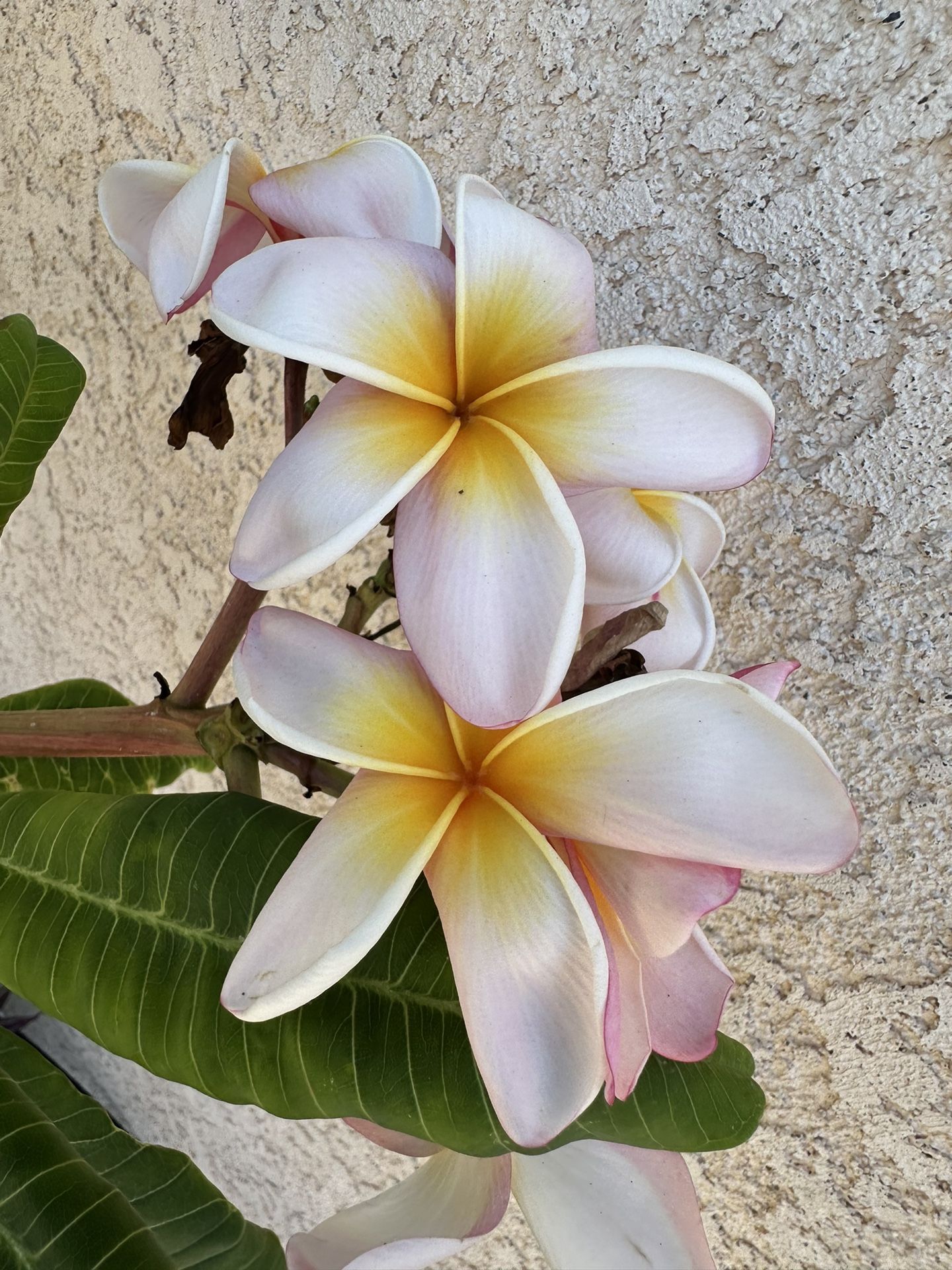 Rainbow Plumeria