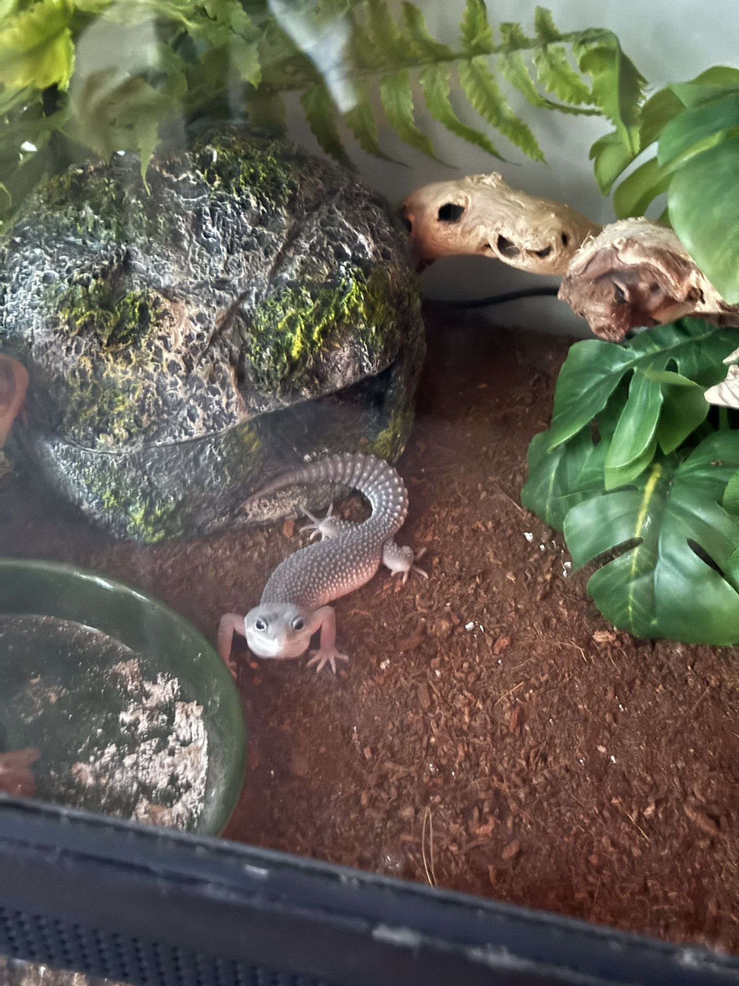 Selling Gecko With His Tank And Everything