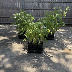 TOMATO PLANTS - Heirloom & Cherry Varieties (Ready for Your Garden)