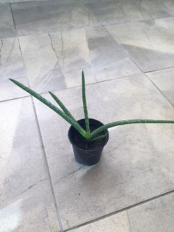 Aloe plants