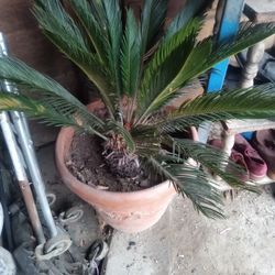 PALM TREE