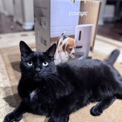 Pawsync Smart Pet Feeder