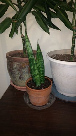 Free with purchase of another plant
