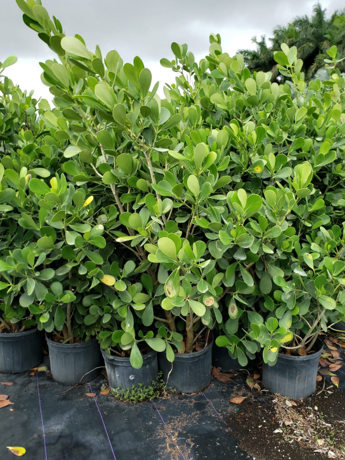 Clusias about 6 ft tall