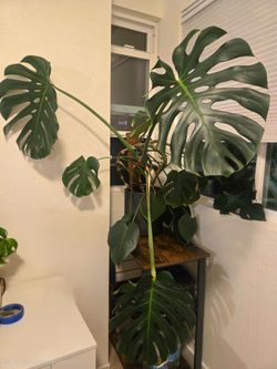 Large Montserra - Mature and healthy