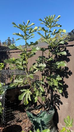 Large, Healthy Fig Tree in Grow Bag – Rooted Last Year & Ready for a Bigger Home