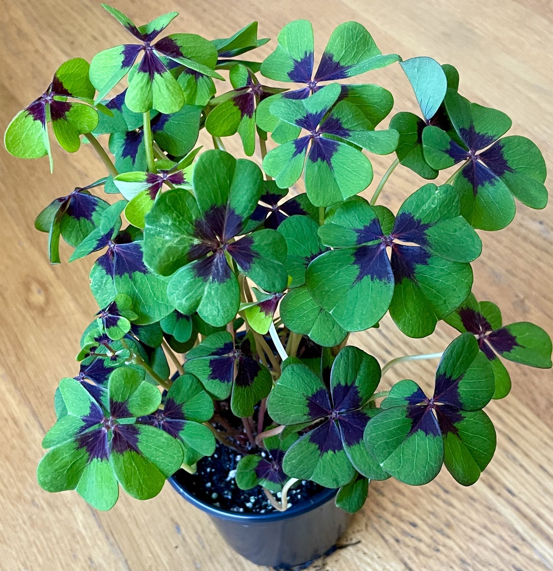 Oxalis Iron Cross / Good Luck Shamrock🍀 / St. Patrick’s Sale/ Free Delivery Available