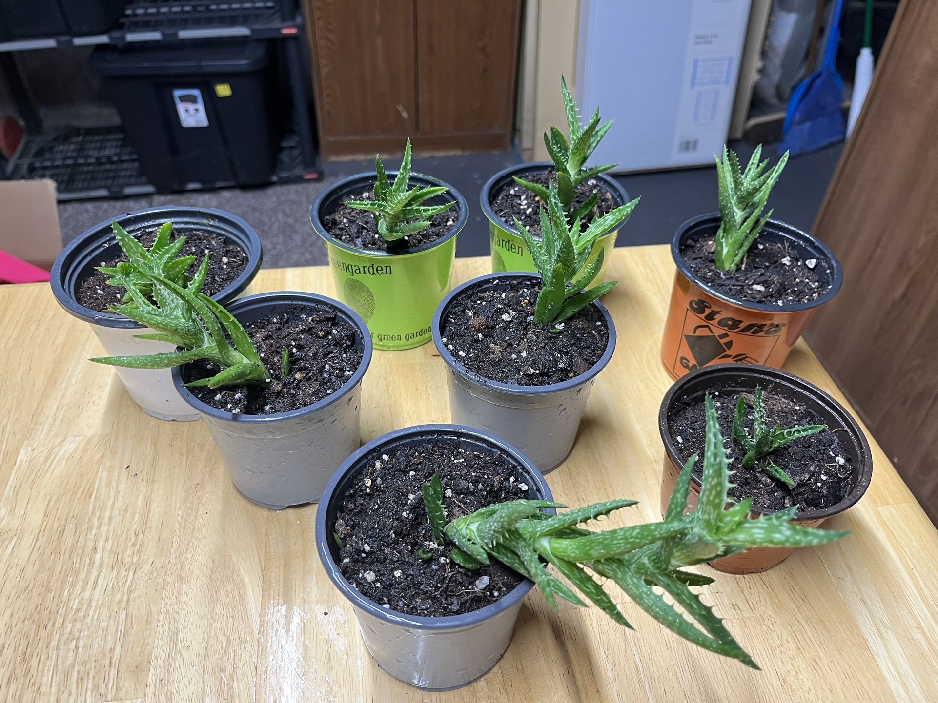 Tiger Tooth Aloe
