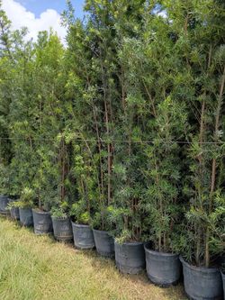 Podocarpus over 8 to 9 feet tall instant privacy hedge for fence minimum qty 20 +