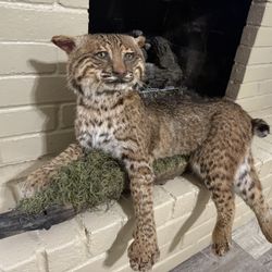 Huge Tom Bobcat Taxidermy Full Body Mount Cat 