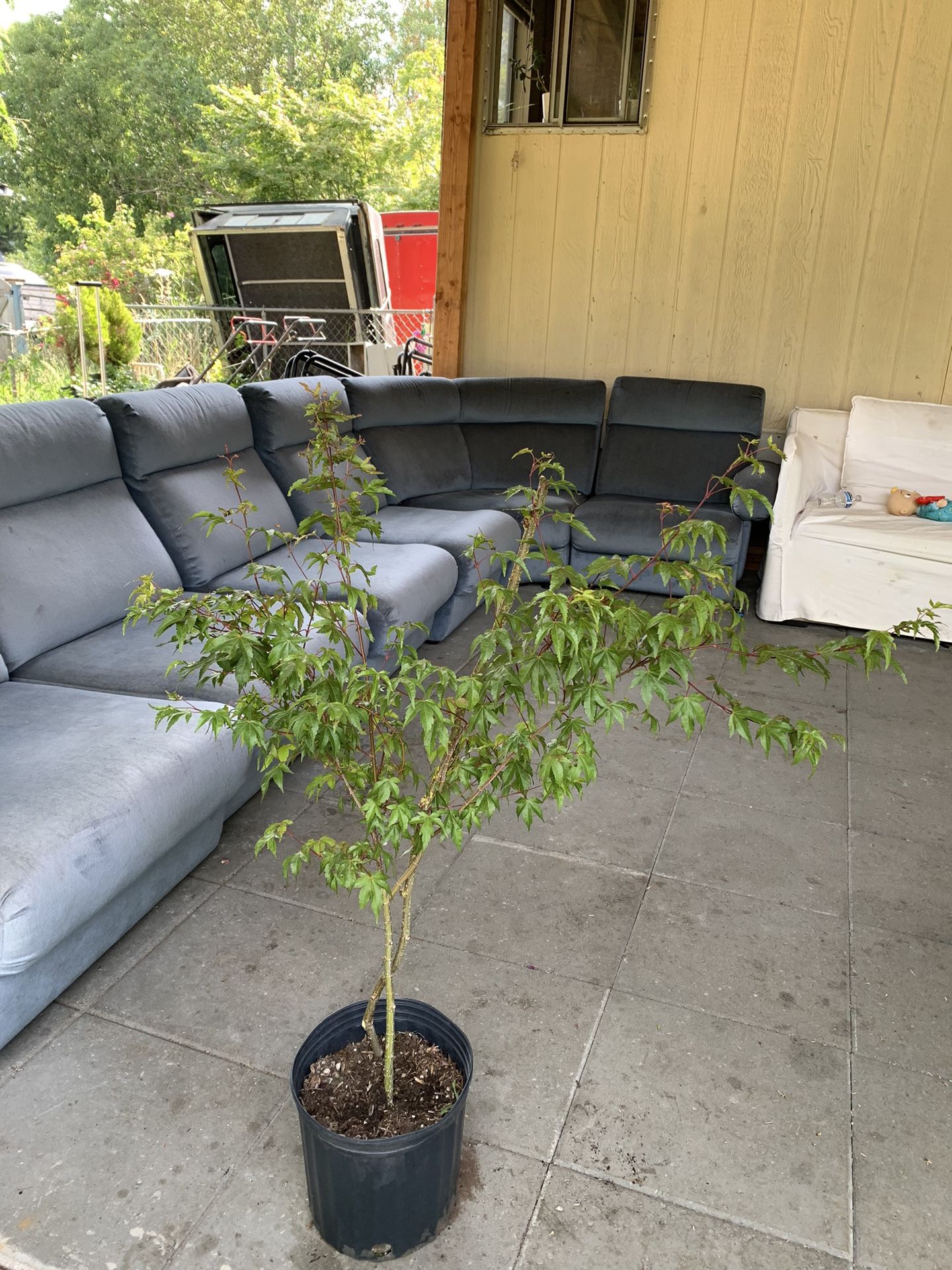 Japanese Maple Standard Green