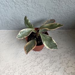 Peperomia  Clusifolia  Gynni  Plant 