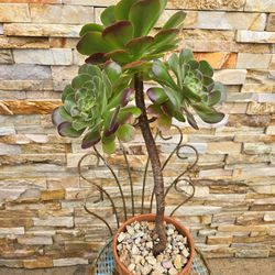 Plant  In New Terracotta Pot