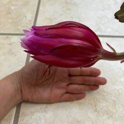 Giant Two Color Epiphyllum!  1Gal Pot / Hoa Quynh Tim’ / Orchid Cactus