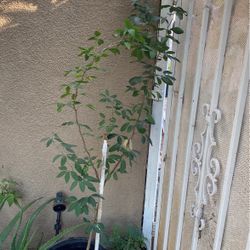 Planta de Guamúchil