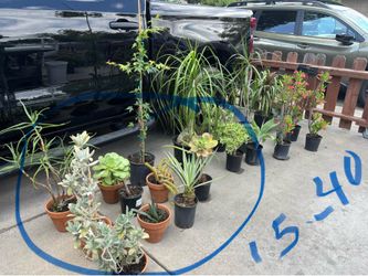 Cactus lovers and others plants for sale