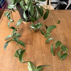 Hoya Plant With Self Watering Pot