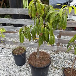 Mango - Carrie In 10g Container 