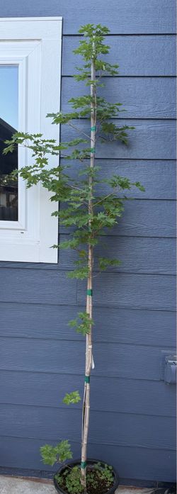 Maple tree