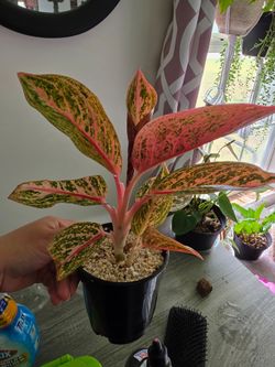 Aglaonema- Golden Powder