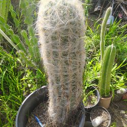 Fat old man Cactus plants