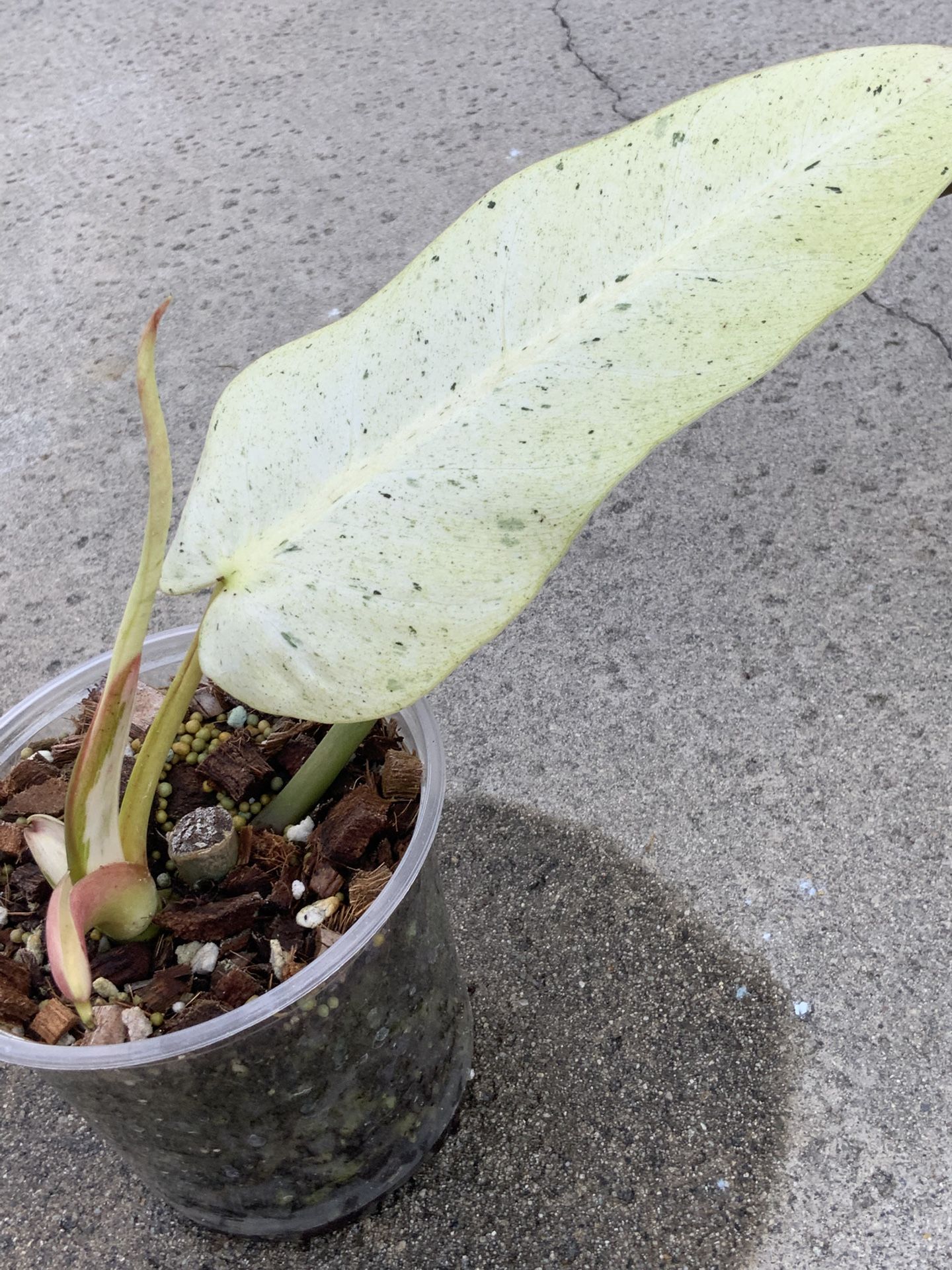 Philodendron Whipple Way Mint Variegated Sprouted Mid Cut Rooted