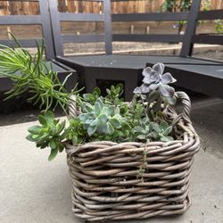 Succulents 