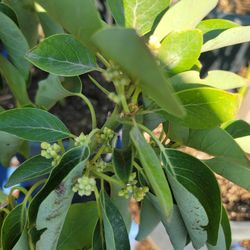 Avocado 🥑 Tree