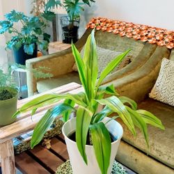 Living Plant 🌱29"H Drecaena 'Kristie' on 11"H White Planter ::: Indoor