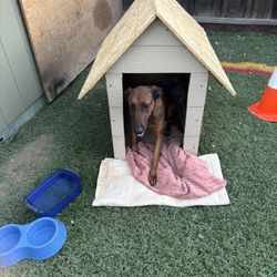 Dog House
