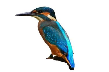 Porter Cable Gray Corded Grinder