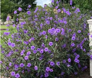 Mexican petunia plants