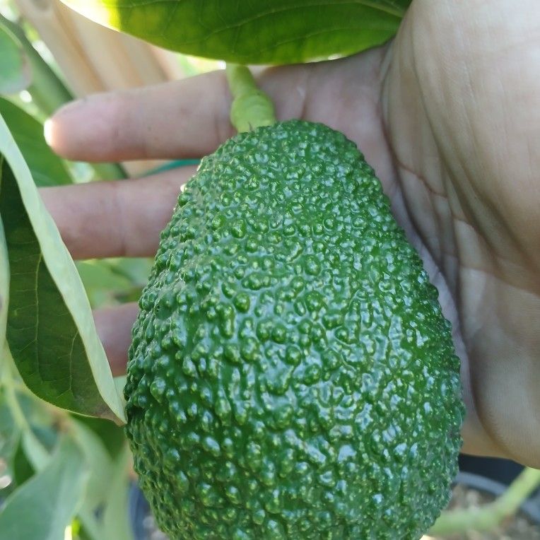 Grafted Dwarf Hass Avocado 15 Gallons 6 Ft Tall ππΏπΏπΏπ₯π₯π₯