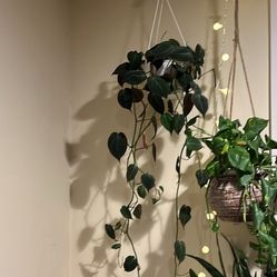 Trailing Plant / Philodendron Mican