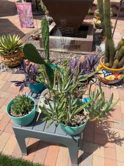 A Variety of Succulent Plants