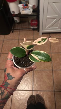 Hoya krimson queen
