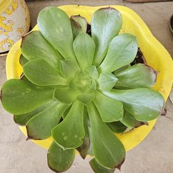  Irish Rose..... Rosa Irlandesa