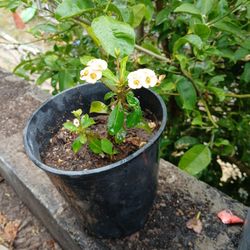 Crown Of Thorns