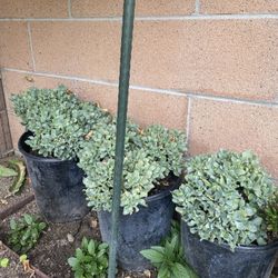 Succulents