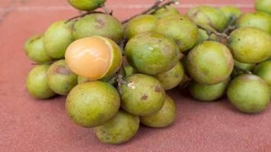 GUINEP/ QUENEPA /Mamoncillo kenepa